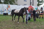 Rytiřský turnaj Excalibur - 24.8.2016-a011