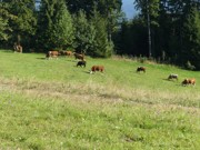Kdo přežije 27.- 30.8.2026-a046