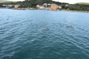 Chorvatsko 2016 - Biograd na Moru 10. - 19.6.2016-a107