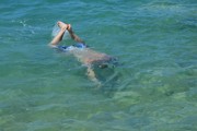 Chorvatsko 2016 - Biograd na Moru 10. - 19.6.2016-a551