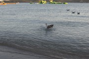 Pobyt v Chorvatsku 9.-18.6.2017-a270